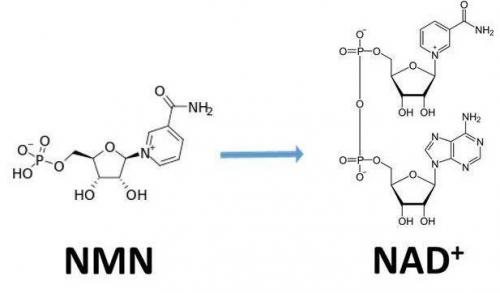 從生物學角度看NMN:為何能延緩衰老和提高免疫力？